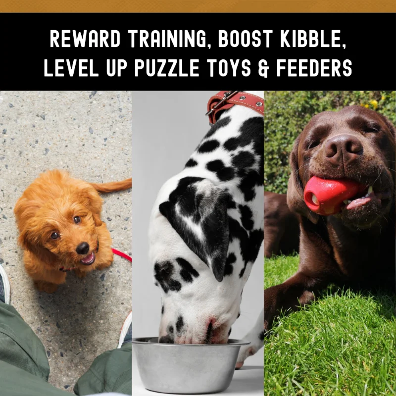 team dog amazon image